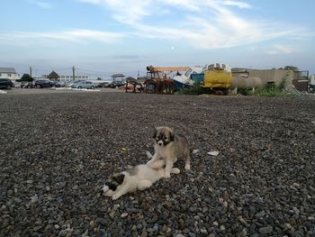Cat lying down on land against sky