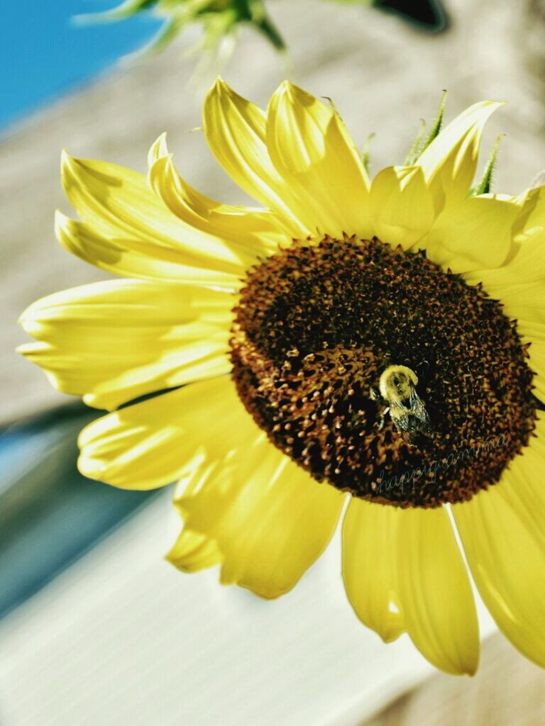 MACRO SHOT OF SUNFLOWER