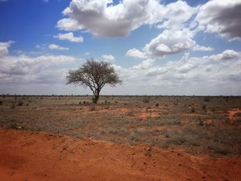 Single tree on field against cloudy sky