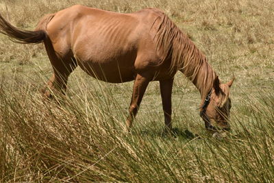 Horse grazing in a field