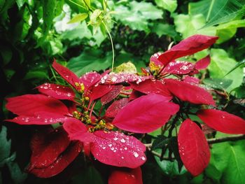 Close-up of wet red roses blooming outdoors