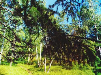 Trees growing on landscape