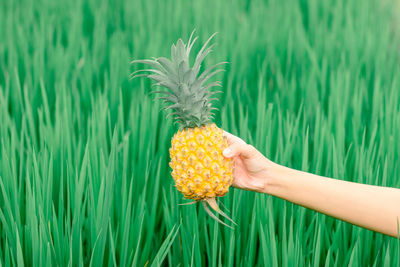 Cropped hand of woman holding pineapple