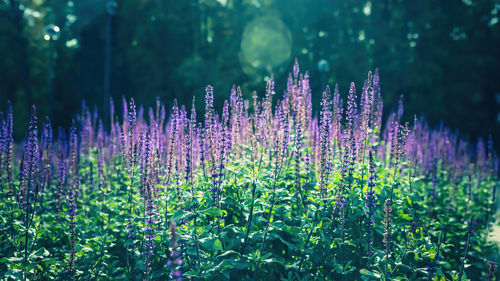 Lavender in the city park. lavandula purple-violet flowers. bokeh lens flare high-quality photo