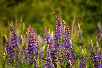 Close-up of purple flowering plants on field