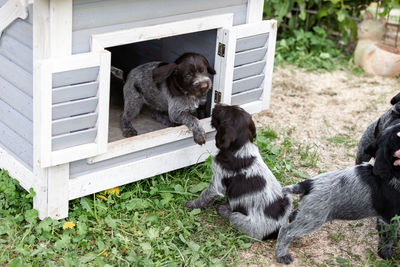 Dogs sitting in a farm