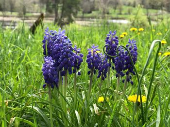 Close-up of purple flowering plant on field