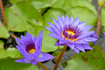 Close-up of purple water lily