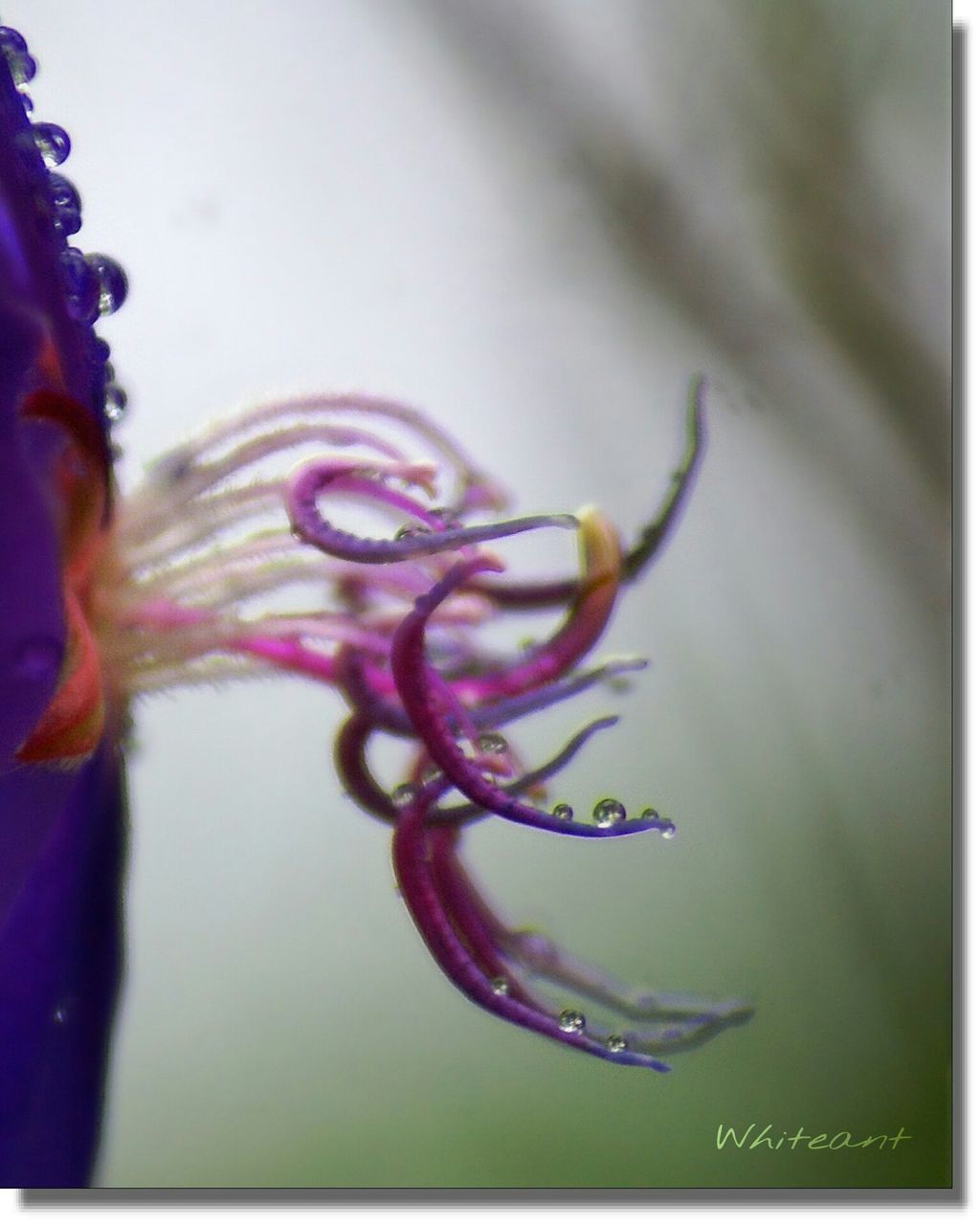 CLOSE-UP OF PLANT AGAINST BLURRED BACKGROUND