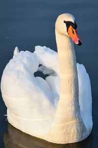 Swan swimming in lake