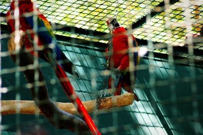 Scarlet macaws in cage