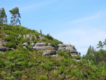 Trees on landscape against sky