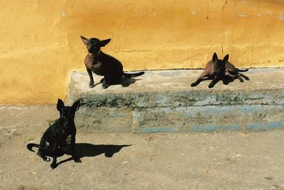 Three dogs outdoors