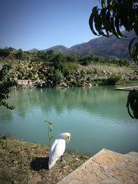 Bird on rock by lake against sky