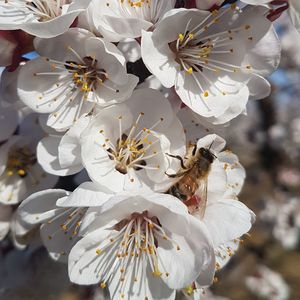 Close-up of white cherry blossom