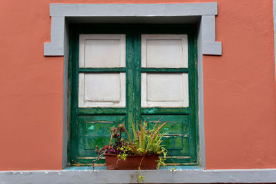 Potted plant on window of building