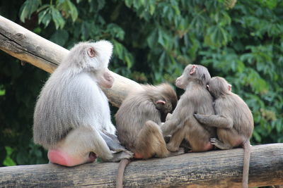 Monkey sitting on wood