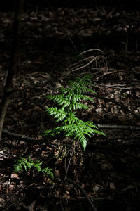 High angle view of plant growing on field