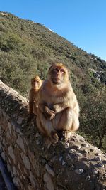 Monkey on rock against sky