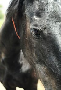 Close-up portrait of horse