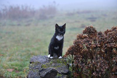 Cat sitting on rock during foggy weather