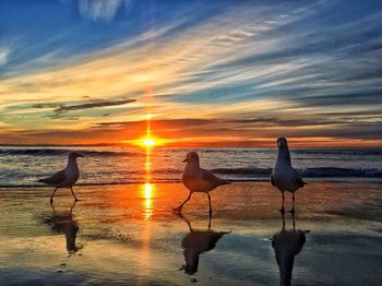 Silhouette birds on beach against sky during sunset