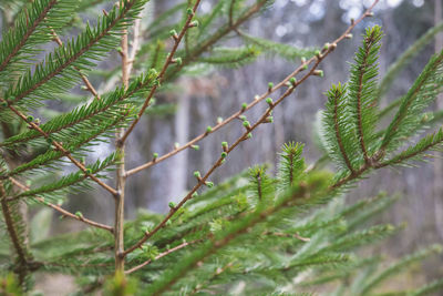 Young sprouts of a christmas tree in the spring forest