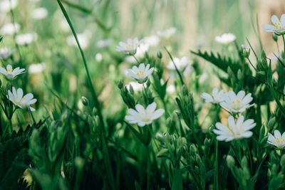 Close-up of white flowering plants on field