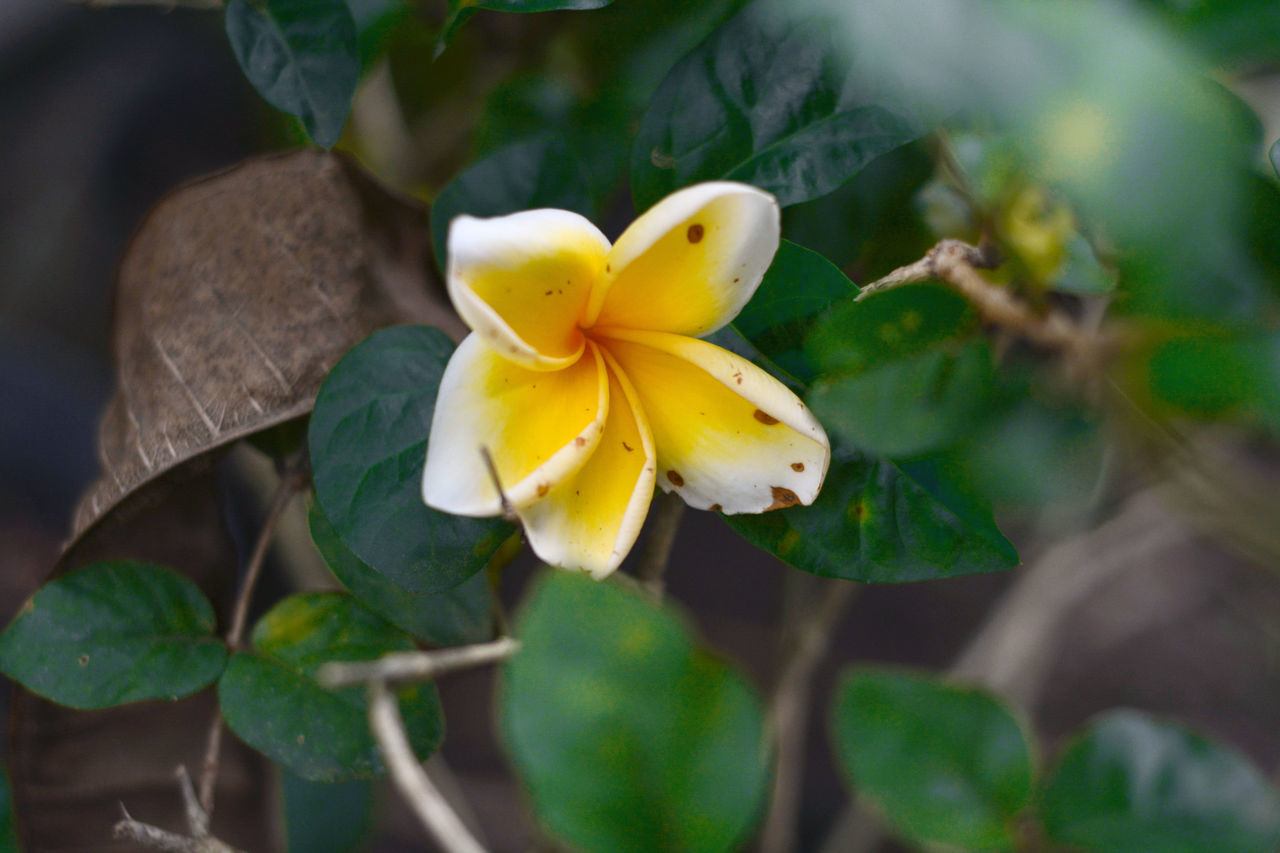 CLOSE-UP OF WHITE FLOWER