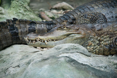 Close-up of crocodile in water