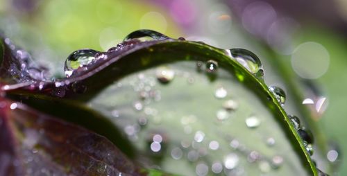 Close-up of water drops on purple flower