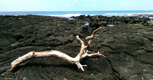 Close-up of driftwood on beach against sky