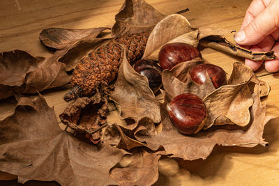 Cropped hand of woman holding chestnuts