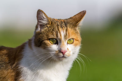 Close-up portrait of cat