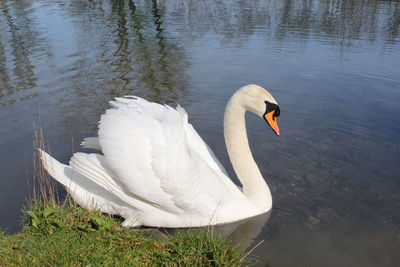 swan