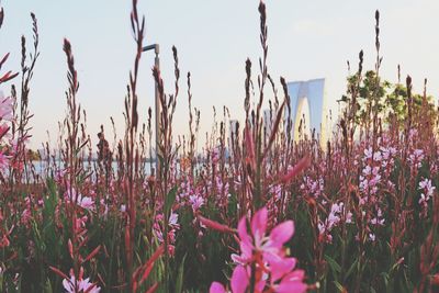 Close-up of pink flowering plants on field against sky