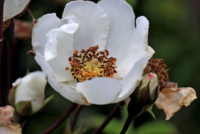 Close-up of white rose flower