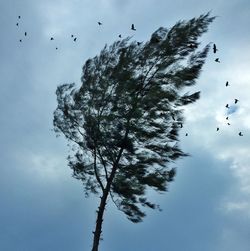 Low angle view of birds flying against sky