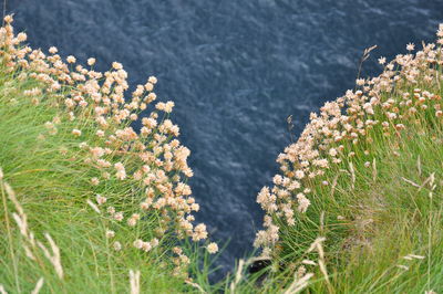 Close-up of plants against blurred background