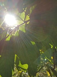 Low angle view of plants against sunlight