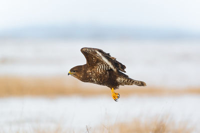 Bird flying against blurred background