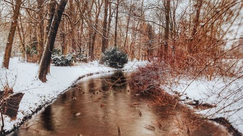 Snow covered trees in forest