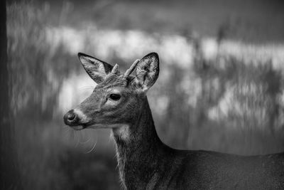 Portrait of deer