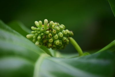 Close-up of plant