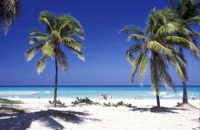 Palm trees at beach against sky