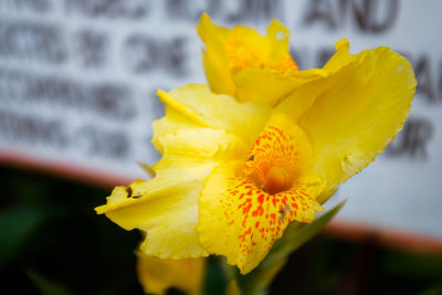 Close-up of yellow flower blooming outdoors