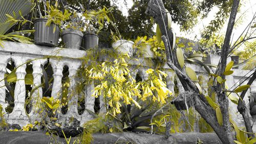 Low angle view of flower trees