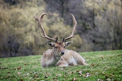 Deer relaxing on field