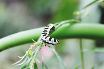 Close-up of caterpillar on plant