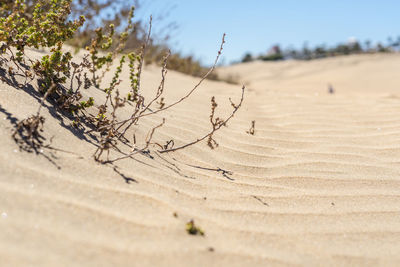 Close-up of plant on sand